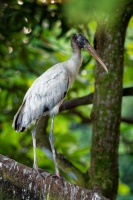 Nesyt americky - Mycteria americana - Wood Stork o8794